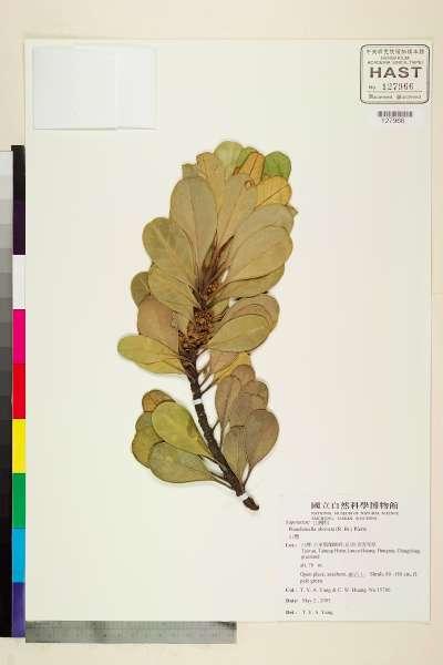 中文種名:山欖(樹青)學名:Planchonella obovata (R. Brown) Pierre