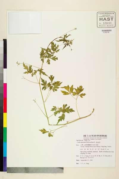 中文種名:倒地鈴學名:Cardiospermum halicacabum L.