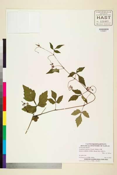 中文種名:白蘞學名:Ampelopsis japonica (Thunb.) Makino