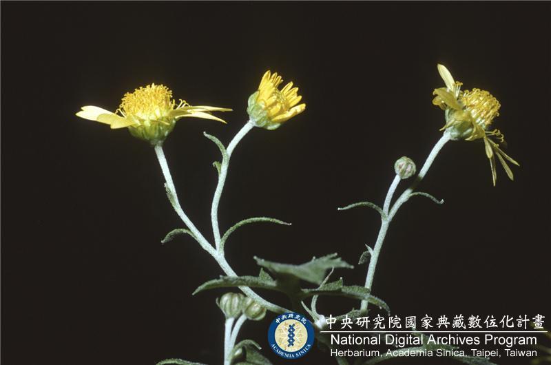 中文種名:新竹油菊