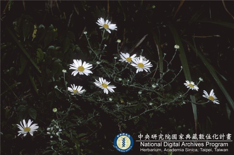 中文種名:Chrysanthemum horaimontanum Masam.