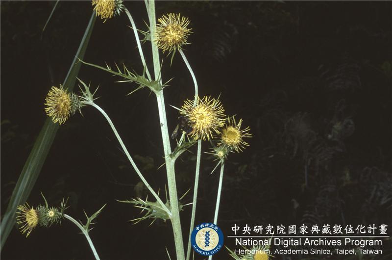 中文種名:阿里山薊
