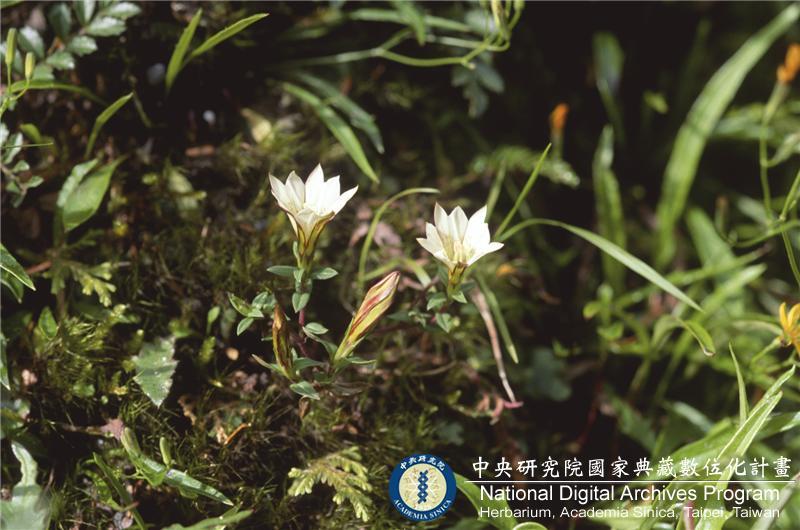ä¸­æç¨®å:é«éé¾è½å­¸å:Gentiana kaohsiungensis C. H. Chen & J. C. Wang