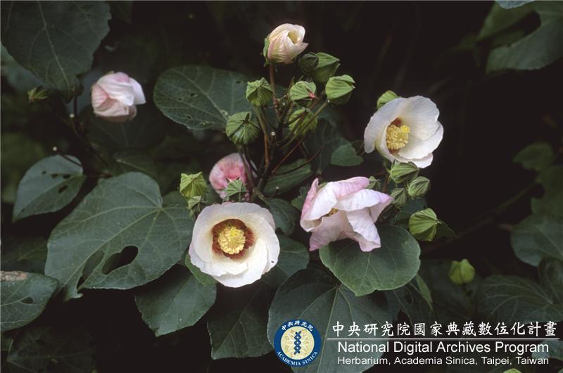 中文種名:山芙蓉學名:Hibiscus taiwanensis S.Y. Hu