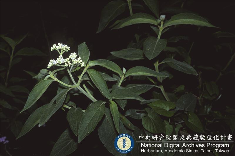 中文種名:蘇利南野菊