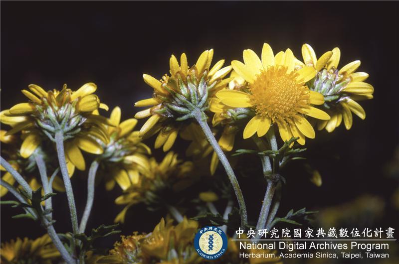 中文種名:阿里山油菊