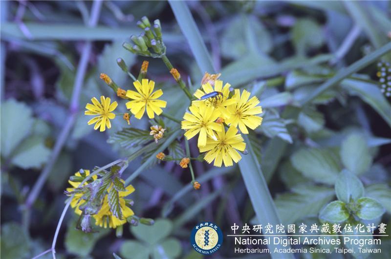 中文種名:黃鵪菜學名:Youngia japonica (L.) DC.