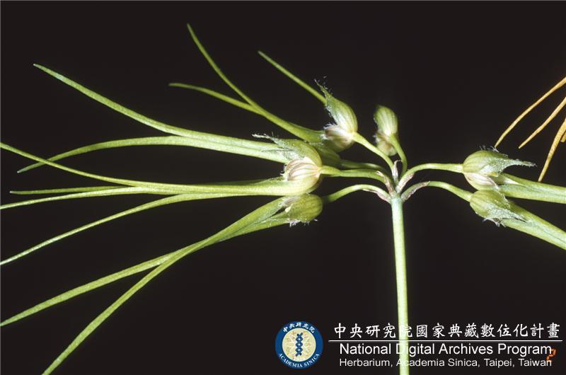 中文種名:黃花捲瓣蘭