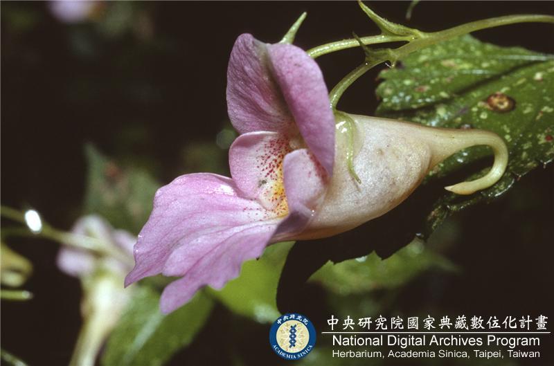 中文種名:紫花鳳仙花