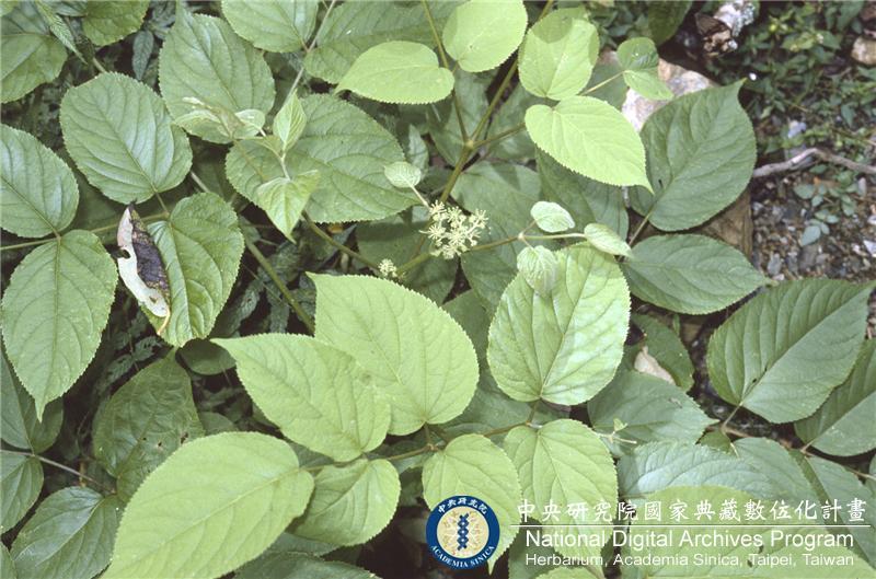 中文種名:Aralia cordata Thunb. subsp. taiwaniana (Y. C. Liu & F. Y. L