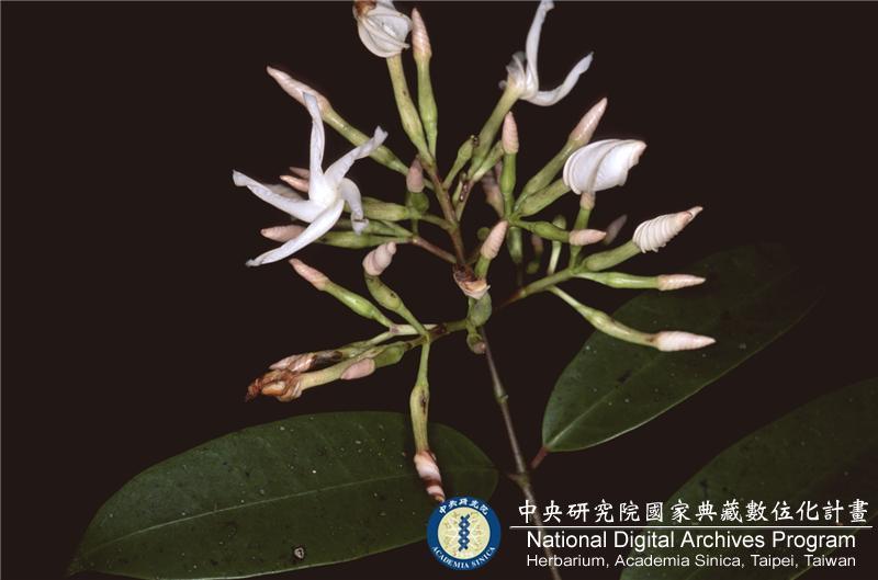 中文種名:大錦蘭學名:Formosia benthamiana (Hemsl.) Pichon