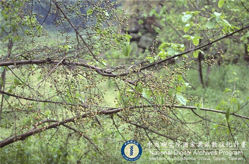 中文種名:恒春厚殼樹