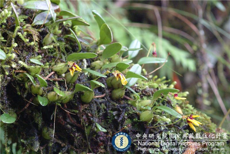 中文種名:黃萼捲瓣蘭