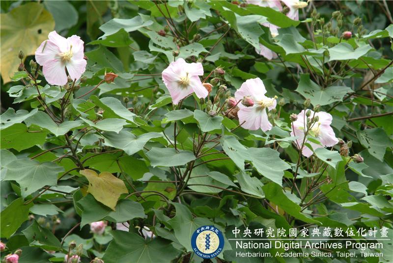 中文種名:木芙蓉學名:Hibiscus mutabilis L.