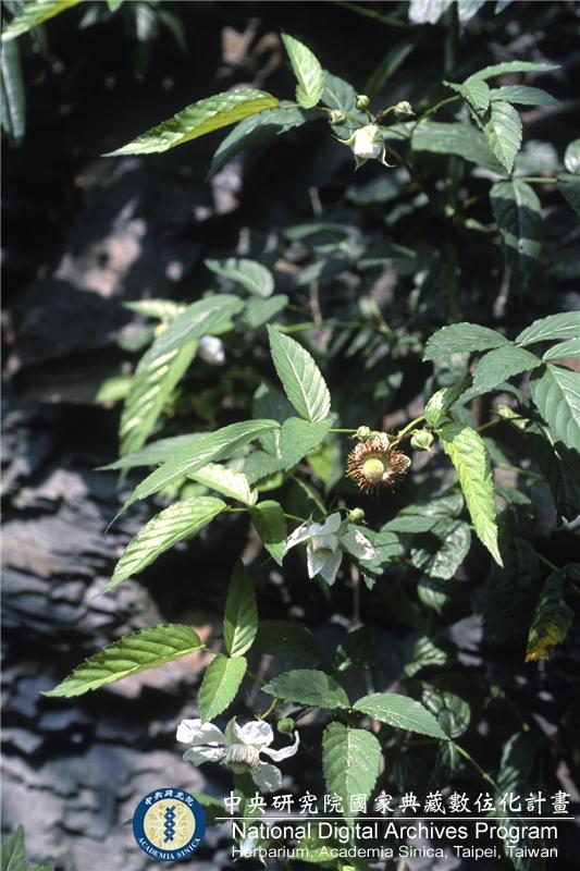 中文種名:Rubus cardotii Koidz.