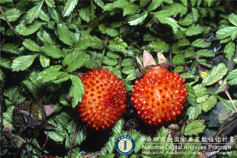 中文種名:台灣莓