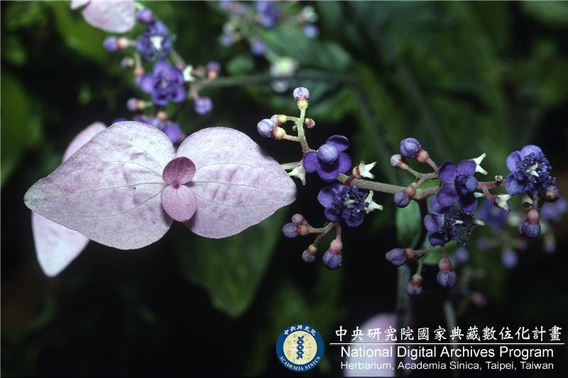 中文種名:台灣草紫陽花