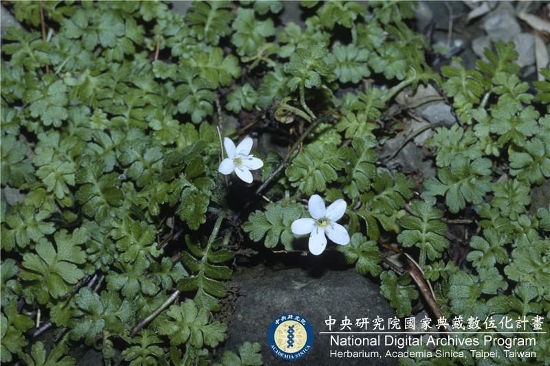 中文種名:海螺菊(幌菊)
