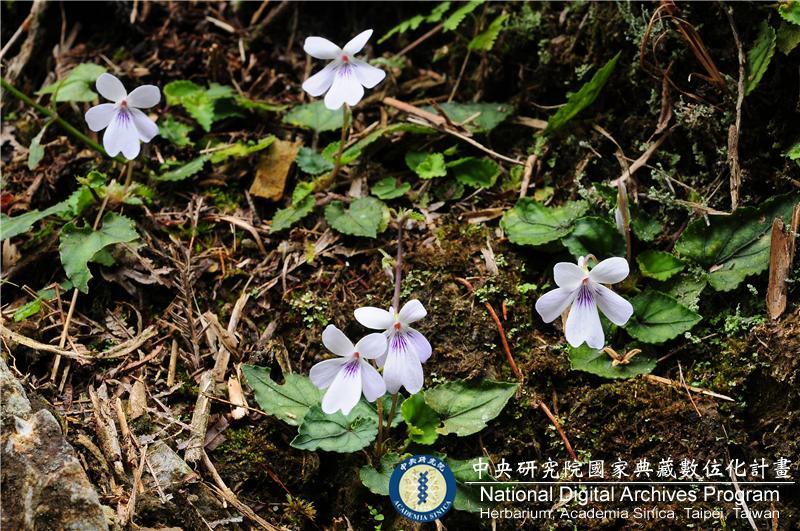中文種名:Viola formosana Hayata var. kawakamii (Hayata) Wang