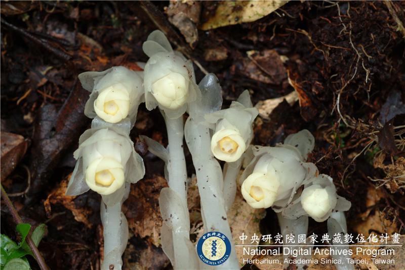 中文種名:阿里山水晶蘭