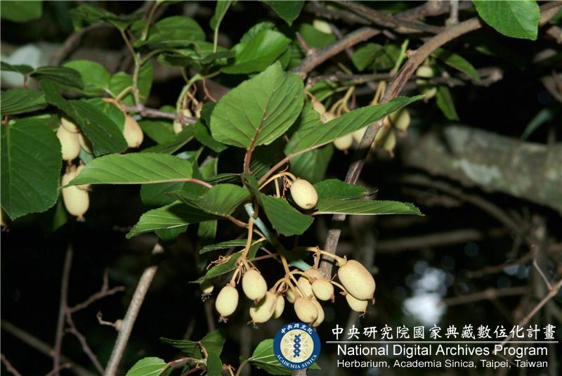 中文種名:腺齒獼猴桃