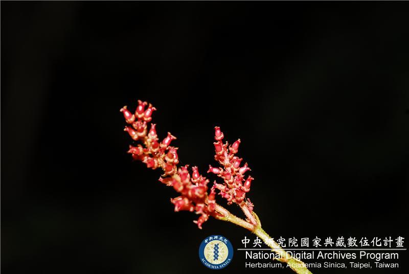 中文種名:蚊母樹