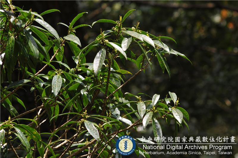 中文種名:月桂葉灰木