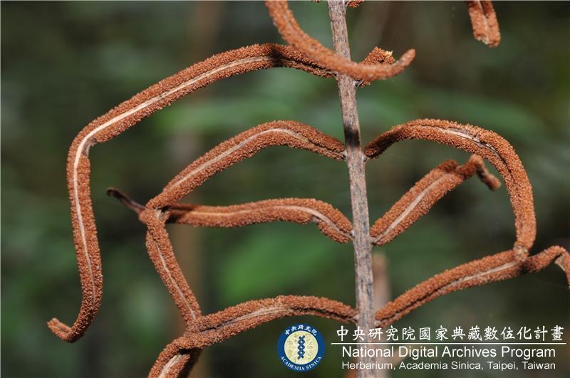 中文種名:台灣瘤足蕨