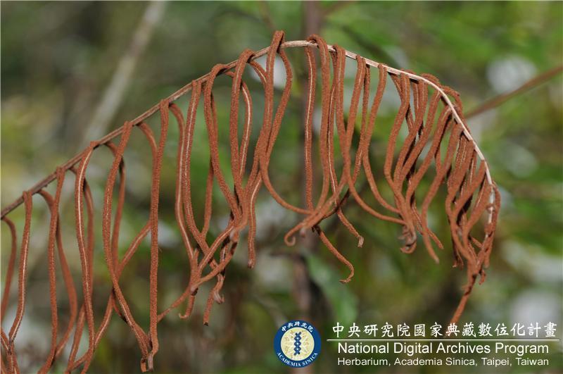 中文種名:台灣瘤足蕨