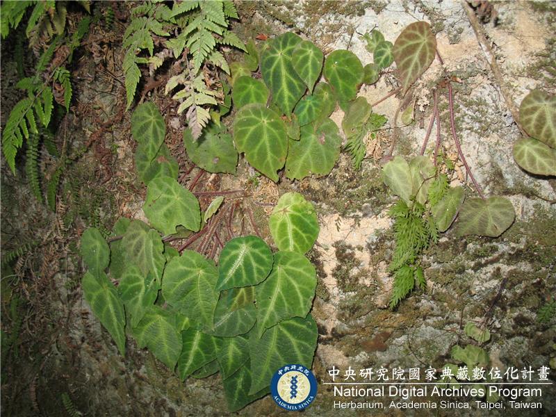 中文種名:Begonia variifolia Y.M. Shui & W.H. Chen