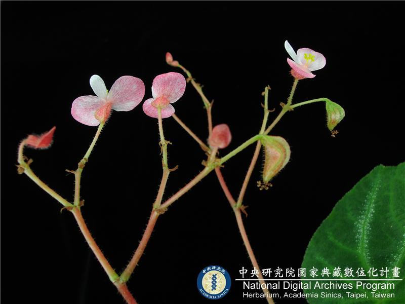 中文種名:Begonia variifolia Y.M. Shui & W.H. Chen