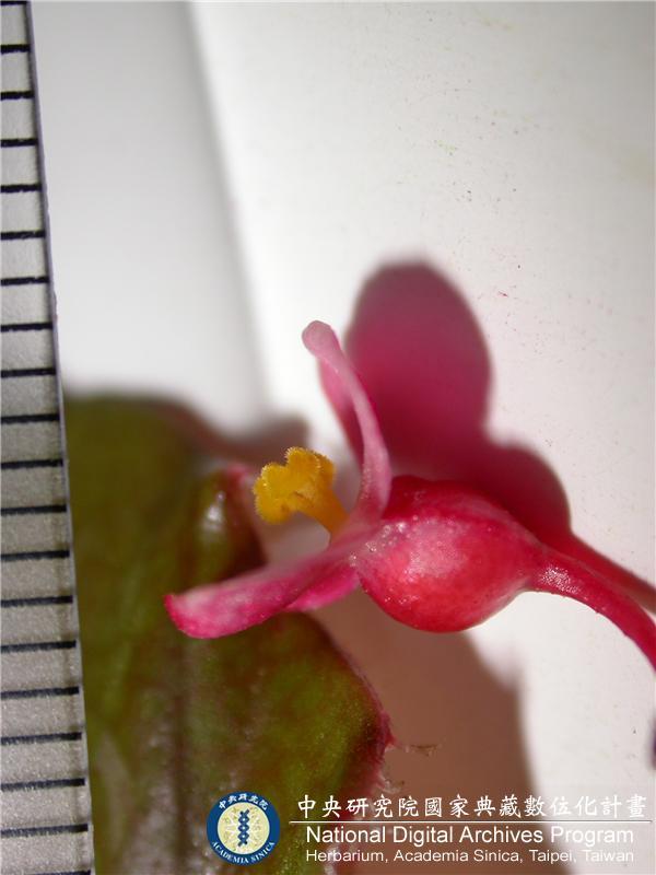 中文種名:Begonia zhengyiana Y.M. Shui
