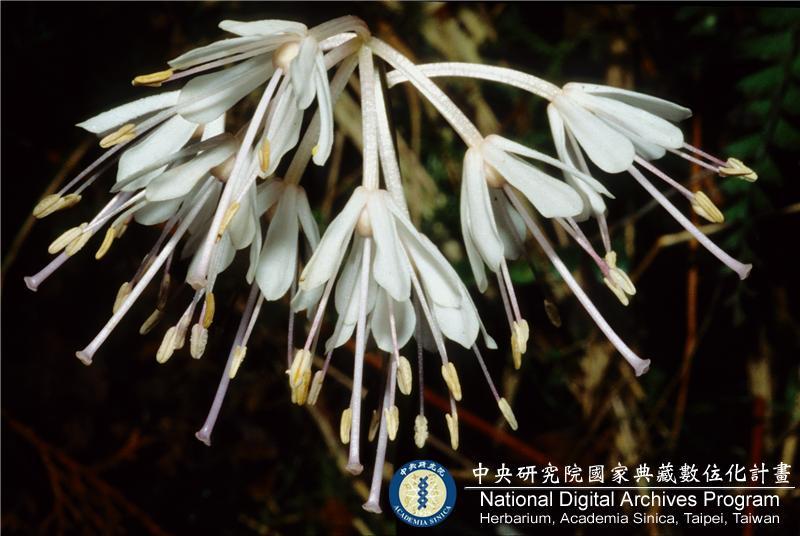 中文種名:台灣胡麻花