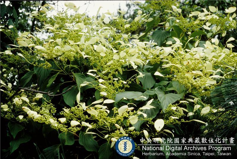中文種名:Schizophragma integrifolium Oliv.