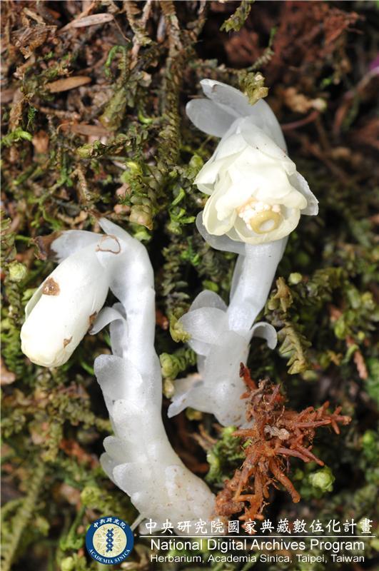 中文種名:阿里山水晶蘭