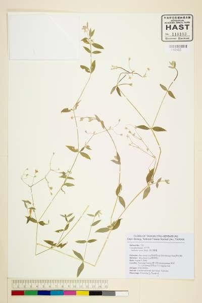 中文種名:疏花繁縷