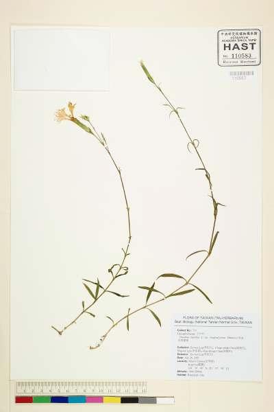 中文種名:Dianthus superbus L.