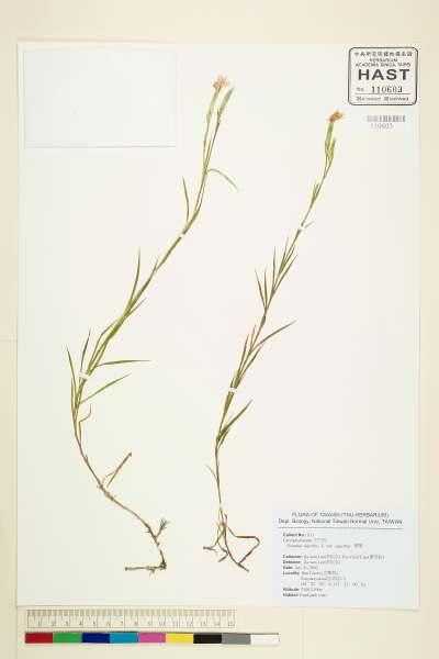 中文種名:Dianthus superbus L.