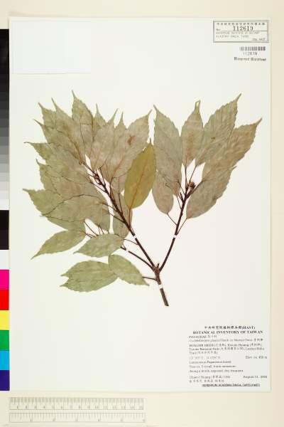 中文種名:青剛櫟