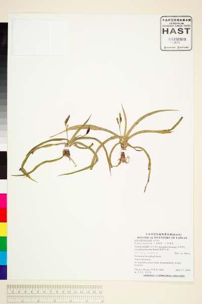 中文種名:小金梅葉、小金梅草學名:Hypoxis aurea Lour.