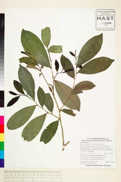 中文種名:烏皮茶學名:Pyrenaria shinkoensis (Hayata) Keng