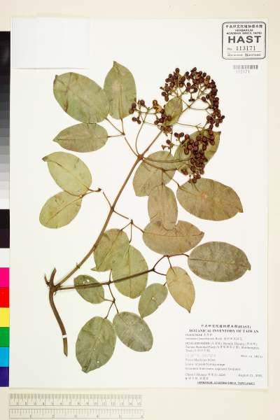 中文種名:披針葉茉莉花學名:Jasminum lanceolarium Roxb.