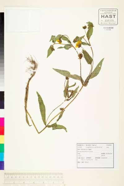 中文種名:Guizotia abyssinica (L. f.) Cass.