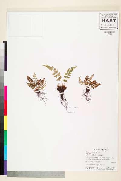 中文種名:Woodsia wangii sp. nov.