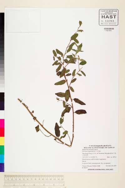 中文種名:山芝麻學名:Helicteres augustifolia L.