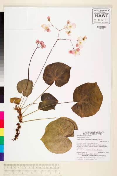 中文種名:Begonia castilloi Merrill學名:Begonia castilloi Merrill