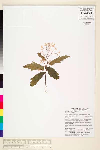 中文種名:Begonia incisa A. DC.學名:Begonia incisa A. DC.