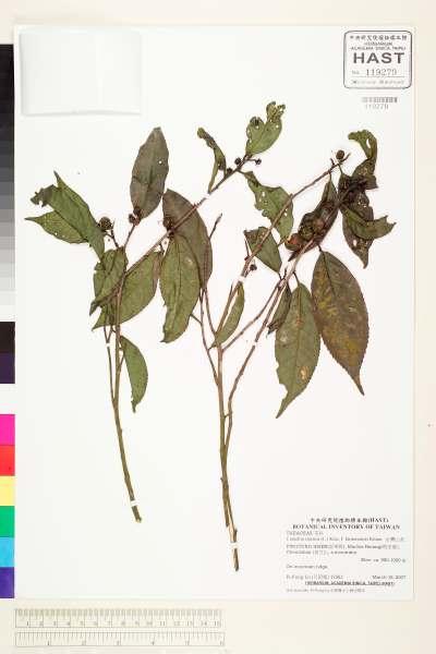 中文種名:台灣山茶學名:Camellia sinensis (L.) Ktze. f. formosensis Kitam.