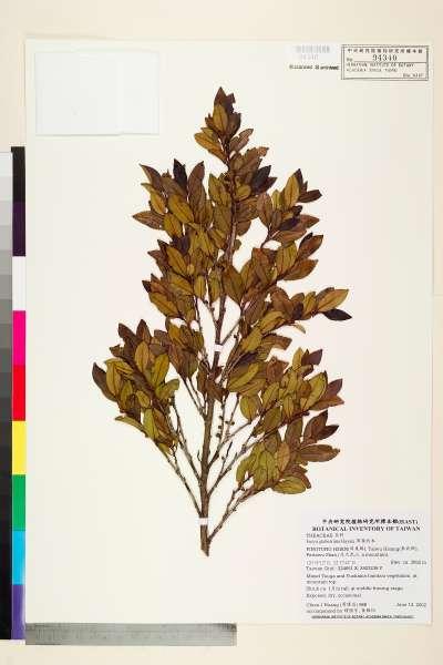 中文種名:厚葉柃木學名:Eurya glaberrima Hayata