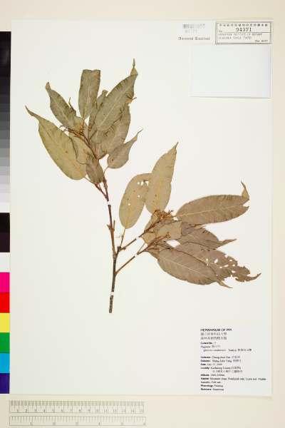中文種名:銳葉高山櫟